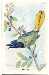 Arm & Hammer Useful Birds, Series 3, Advertising Cards